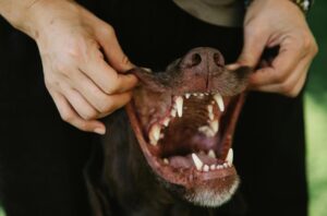 canine competition in massachusetts